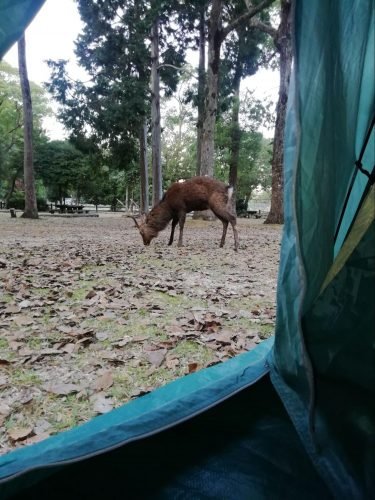 🏕️ 쓰쓰미가우라 자연공원 캠핑장(츠츠미가우라 시젠코엔 캼푸조) 이미지 6